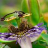 Faune et Flore